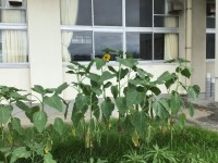 ３年生花壇のヒマワリ