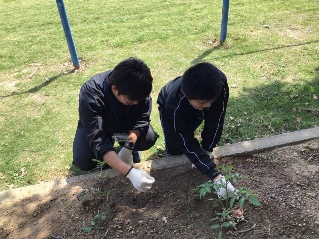 草取りの様子2