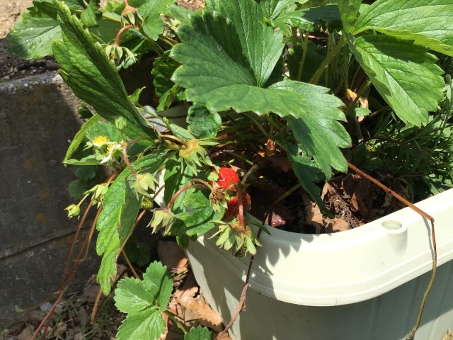 いちごが実りました。